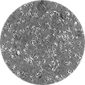 BACILLUS COAGULANS