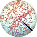 BACILLUS SUBTILIS