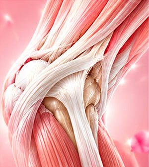 Tendons + Ligaments