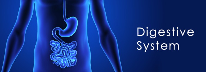 15 Tips For Better Digestive Health Improve Your Digestion Health Hero Shop 