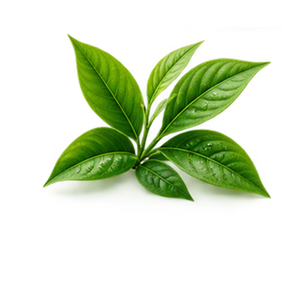 Green Tea Extract