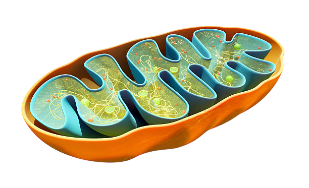 It Starts At The Cellular Level